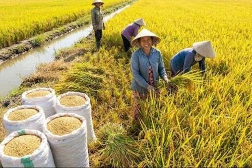 Chuẩn bị Festival Quốc tế ngành hàng lúa gạo Việt Nam lần thứ II năm 2026