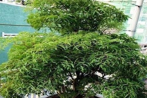 Muốn gia đạo yên ấm, tiền tài không thất thoát, đặt ngay cây đinh lăng ở vị trí này