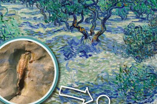 Phát hiện bí mật thú vị bị che lấp 128 năm khi soi kính hiển vi bức tranh nổi tiếng của Van Gogh