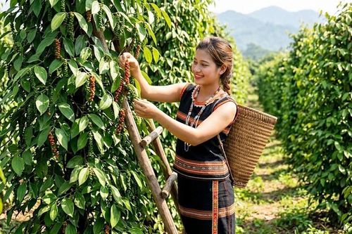 Giá hồ tiêu hôm nay 21.8.2026 ổn định tại các vùng trọng điểm
