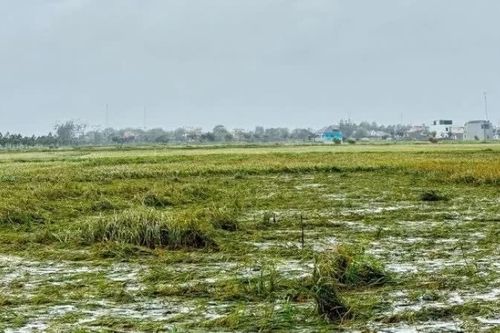 Xây dựng chiến lược ứng phó bền vững