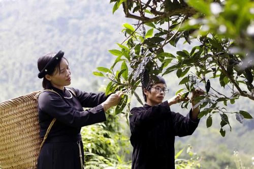 Đánh thức tiềm năng vùng chè Shan tuyết Đồng Phúc (Thái Nguyên)