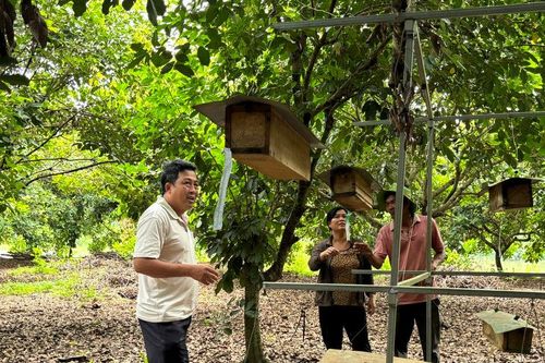 Nghề nuôi ong mở hướng sinh kế xanh ở Lâm Đồng