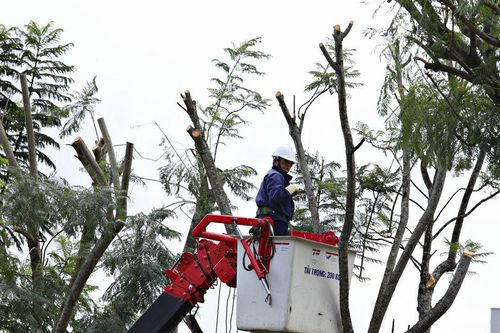 Lâm Đồng chủ động ứng phó nguy cơ cây xanh gãy, đổ mùa mưa