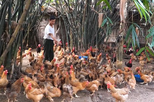Trao sinh kế, tạo động lực giảm nghèo bền vững