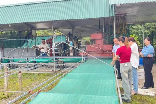 Kiểm tra tiến độ thực hiện nhiệm vụ nghiên cứu một số sản phẩm giảm sinh đường chứa tinh bột dong riềng