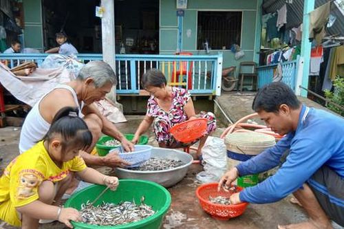 Tiếng rao cá linh giữa mùa nước gọi
