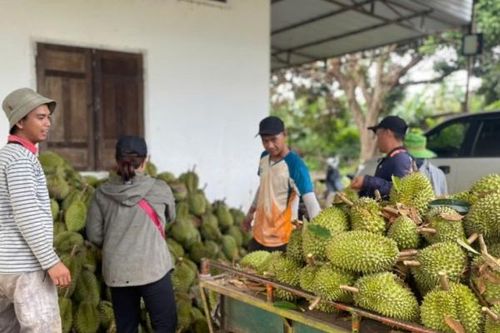 Đắk Lắk: Thêm gần 200 mã vùng trồng và đóng gói sầu riêng xuất khẩu chính ngạch