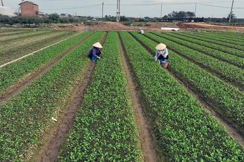 Nông dân phòng chống sâu bệnh, chăm sóc cho cây trồng vụ mùa
