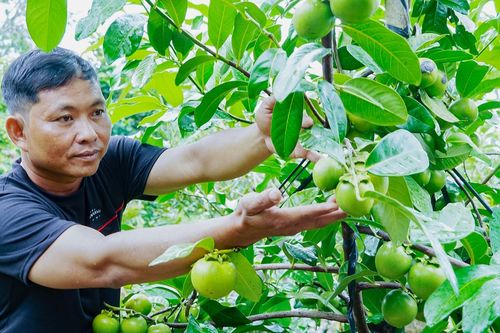 Người đàn ông Cần Thơ trồng hồng ruột nâu lạ mắt, thu 700 triệu đồng/năm