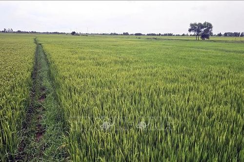 Nguồn lực từ những cánh đồng bỏ vụ - Bài cuối: Mở lối nâng hiệu quả nguồn lực đất đai