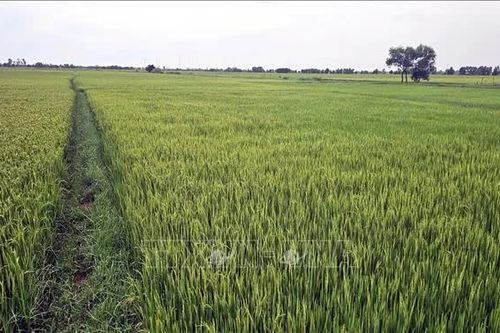 Nguồn lực từ những cánh đồng bỏ vụ - Bài cuối: Mở lối nâng hiệu quả nguồn lực đất đai