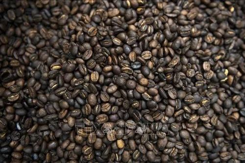 Thị trường nông sản: Giá cà phê thế giới liên tục giảm mạnh