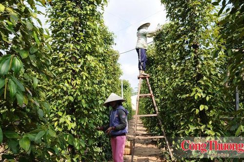 Vai trò của quản lý nhà nước trong vận hành sàn giao dịch carbon