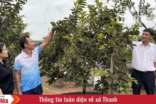 Phát triển mô hình trồng hồng tứ quý trên đất Vạn Lộc