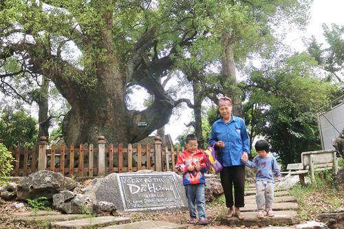 Bóng cổ thụ mang hồn quê Kinh Bắc