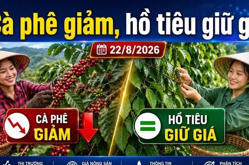 Giá cà phê, hồ tiêu hôm nay 22/8: Cà phê giảm sâu, giá tiêu đi ngang