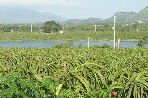 Chủ động thích ứng, giữ màu xanh trên vùng đất phía Đông