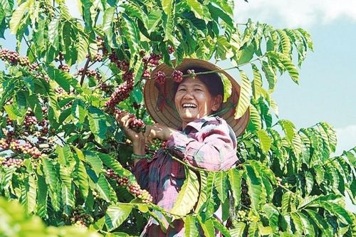 Giá cà phê được hỗ trợ từ lượng hàng tồn kho thấp trong ngắn hạn