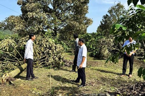 Ám ảnh lốc xoáy tại Đạ Huoai (Lâm Đồng): Nước mắt nhà nông gục ngã cùng hàng trăm gốc "cây tỷ phú"