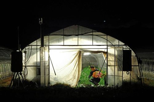 Nông dân Nhật Bản 'ngủ ngày, cày đêm' vì nắng nóng