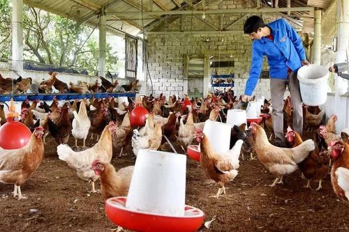Chăn nuôi theo chuỗi giá trị gắn với truy xuất nguồn gốc