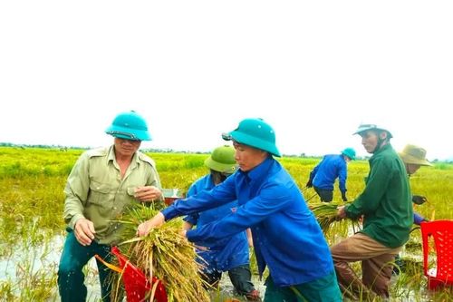 Công an, thanh niên xuống đồng gặt lúa giúp người dân sau mưa lớn