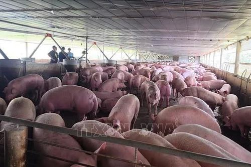 Tiêu hủy gần 3.000 con lợn nhiễm chất cấm