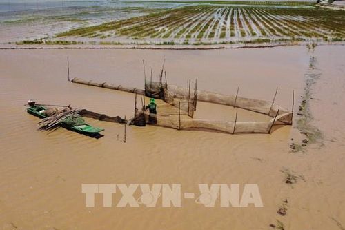Đồng Tháp mở cống đón nước lũ vào đồng ruộng