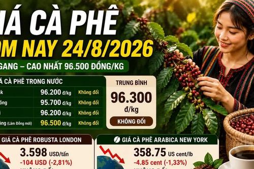 Giá cà phê hôm nay 24/8 chưa phục hồi, Robusta vẫn dưới 3.600 USD/tấn