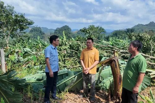 Xót xa những đồi chuối bị mưa giông quật đổ ở Mường Khương