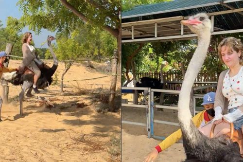 Hết cưỡi trâu, khách Tây lại phấn khích cưỡi đà điểu chạy 'xé gió' ở Việt Nam