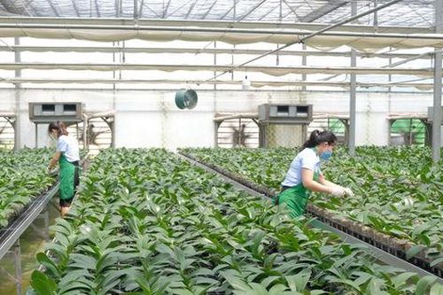 Hà Nội thúc đẩy các giải pháp phát triển nông nghiệp, bảo đảm mục tiêu tăng trưởng năm 2026