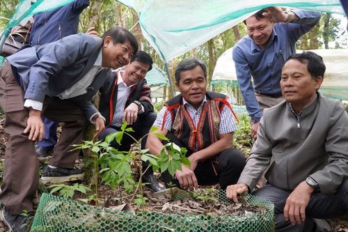 Đánh thức giá trị dược liệu, mở rộng không gian du lịch Quảng Ngãi