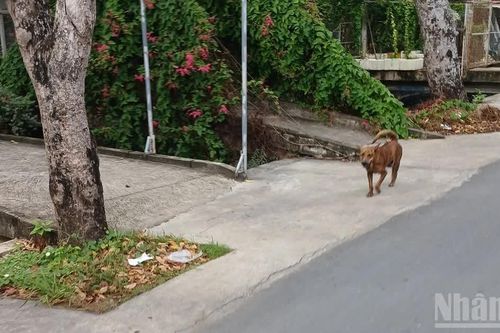 Một bé gái 4 tuổi ở Đồng Tháp tử vong do bệnh dại
