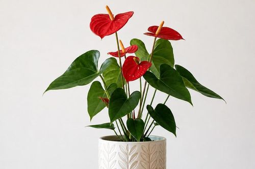 5 cây phù hợp nhà ít nắng, dễ chăm lại giúp gia chủ đón may mắn