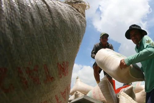 Việt Nam thúc đẩy hợp tác, tháo gỡ vướng mắc thương mại gạo với Philippines