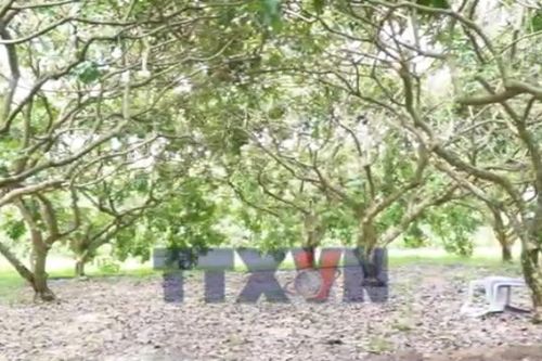 Nâng tầm thương hiệu Thanh nhãn từ hành trình xây dựng chỉ dẫn địa lý