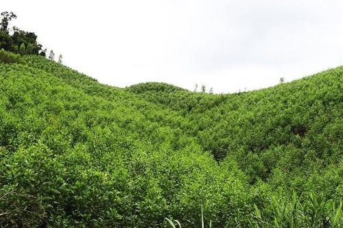 Bắc Ninh tăng cường kiểm tra, siết chặt quản lý rừng và đất lâm nghiệp