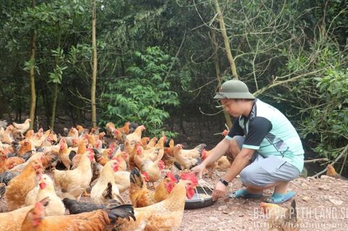 Châu Sơn phát triển nuôi gà dưới tán rừng