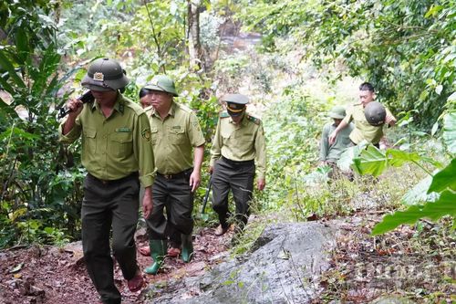 Kiên quyết ngăn chặn các hành vi xâm hại rừng