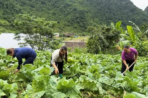 Nguyên Bình sản xuất rau an toàn theo tiêu chuẩn VietGAP gắn với thị trường tiêu thụ