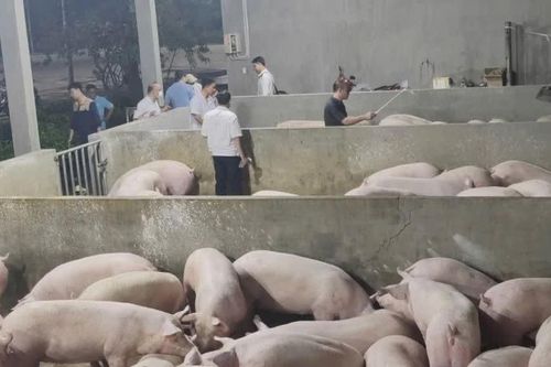 Đồng Nai: Chuyển công an điều tra vụ 4.000 con lợn bị bơm chất cấm Salbutamol