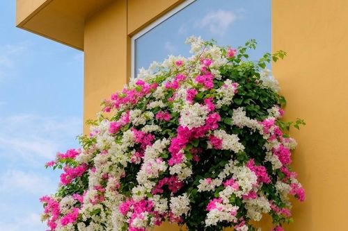Ban công hướng Nam hợp với loại cây nào?