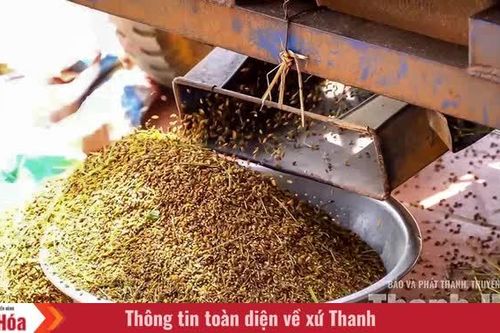 Giống lúa quý lưu giữ hồn đất Thạch Bình