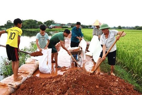 Phúc Hòa khẩn trương ngăn nước lũ, bảo vệ đồng ruộng