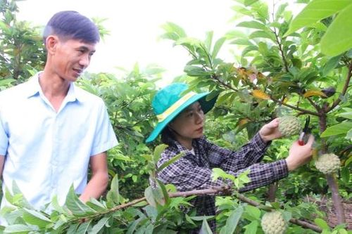 Bắc Ninh: Quản lý chặt mã số vùng trồng