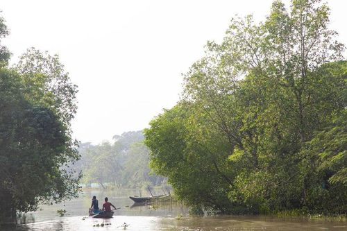 Phục hồi 'lá chắn xanh' ven biển