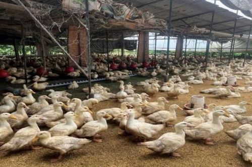 Hiệu quả từ mô hình nuôi vịt thương phẩm hướng thịt an toàn sinh học