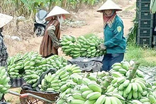 127 mô hình hợp tác sản xuất theo chuỗi giá trị